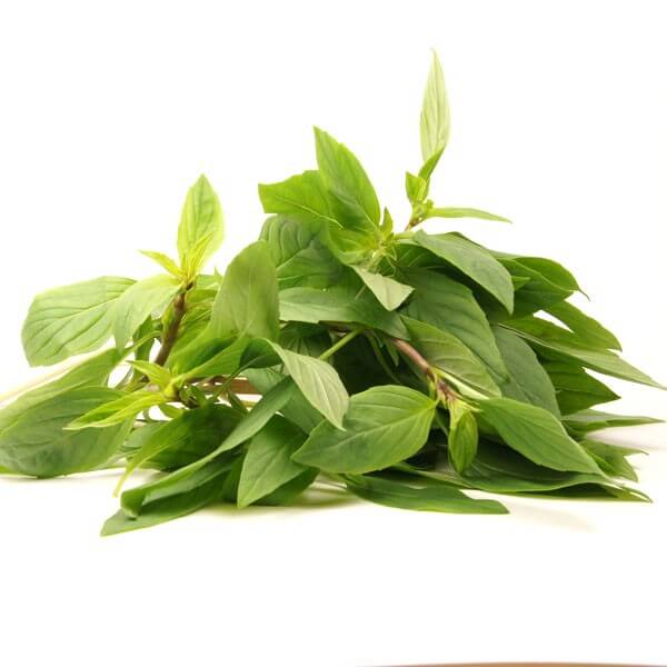 Basilic thaï