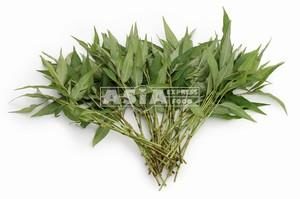 Pak prew / coriandre vietnamienne